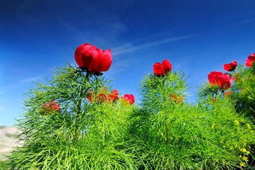 Meadow with green grass and red poppy flowers