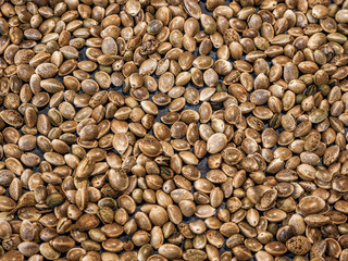 cannabis or marijuana seeds