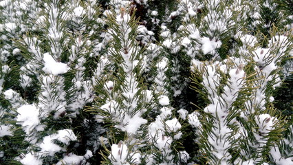 white snow covered a pine tree
