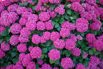 Abstract background of purple flowers. 