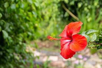 Close up picture of an red colored Hibiscus blossom at daytime