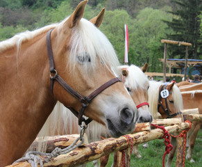 Horses learn in sports competitions