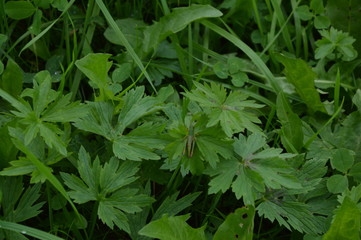 persil sauvage