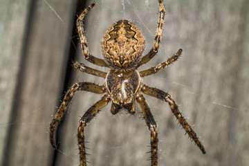 Spider makes a web and prepares for the hunt