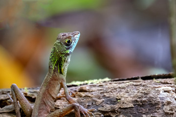 Kangaroo Lizard (Otocryptis beddomii), Sinharaja Rain Forest Reserve, Sri Lanka