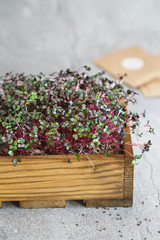 Obraz na płótnie Canvas red cabbage microgreens in the wooden box. Sprouting Microgreens. Seed Germination at home. Vegan and healthy eating concept. Sprouted Seeds, Micro greens. Growing sprouts.