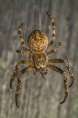 Spider makes a web and prepares for the hunt