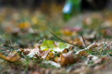 Background or texture from fallen yellowed autumn leaves.