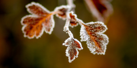 colored autumn leaves in nature
