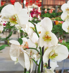 elegant orchid plant, white flowers are used in the brides bouquet