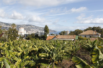 banana plantation with house in funchal on madeira
