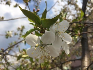 Cherry flowers in the garden. Garden in the spring.