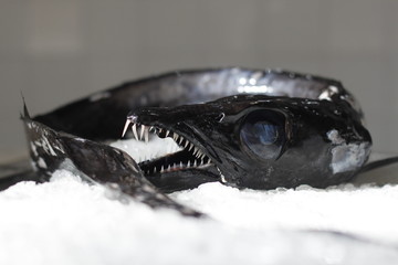 close up of a fresh fish on ice at the market in funchal at madeira island