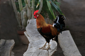 Haushuhn (Gallus gallus domesticus) Hahn auf Baumstamm