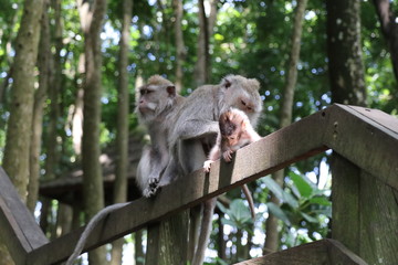 monkey family with baby cute