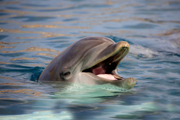 Großer Tümmler (Tursiops truncatus) schaut aus Wasser