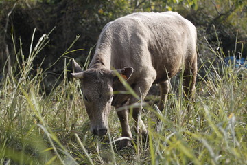 brown cow eating grass