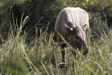 brown cow on grasslands