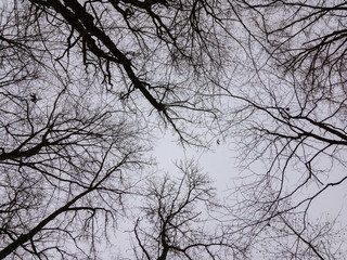 The tops of trees without leaves on a background of a lead gray cloudy sky in winter.