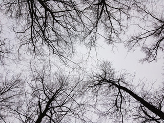 The tops of the trees against the background of a lead gray cloudy sky in winter.