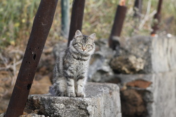 cat on a wall in Funchal at madeira island