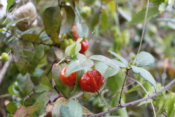 close up of red berries on a tree