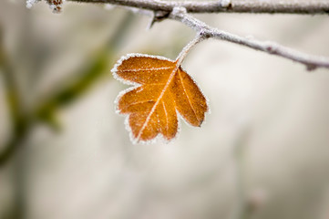 colored autumn leaves in nature