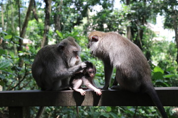 monkey family with baby cute