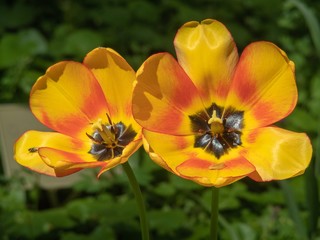 Fototapeta premium Yellow tulips close-up in the sunlight.