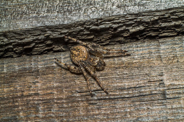 Spider makes a web and prepares for the hunt