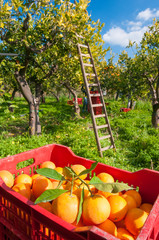 Close-up view of some tarocco oranges on a box during harvest time in Sicily