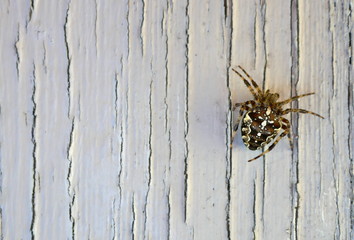 Garden spider (Araneus diadematus) Close-up against white painted, weathered background.