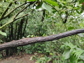 leaf cutter ants carrying leaves and transporting them, forest in costa rica, Central America