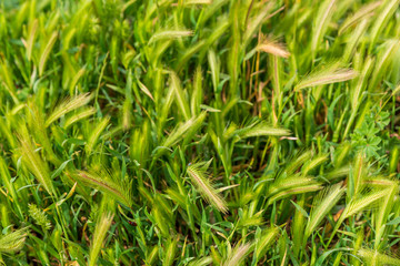Green wheat ears background