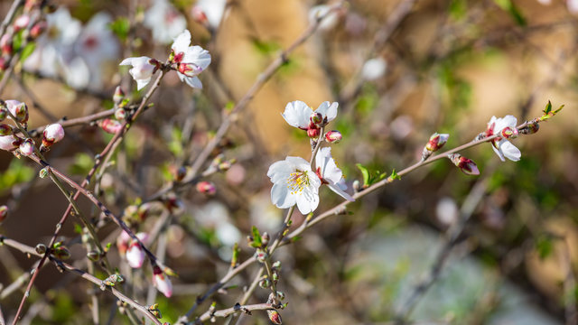 Almond tree with the white flowers