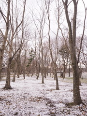 冬の林の木々と曇り空