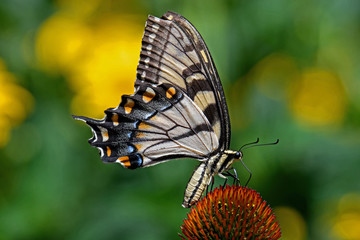 Papilio glaucus or eastern tiger swallowtail on Echinacea flower. The butterfly is a swallowtail butterfly native to eastern North America. Echinacea is an herbaceous plant in the daisy family. 
