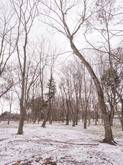 冬の林の木々と曇り空