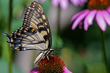 Fototapeta na wymiar Papilio glaucus or eastern tiger swallowtail on Echinacea flower. The butterfly is a swallowtail butterfly native to eastern North America. Echinacea is an herbaceous plant in the daisy family. 