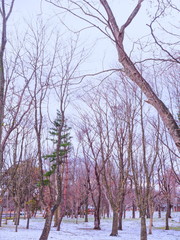 冬の林の木々と曇り空