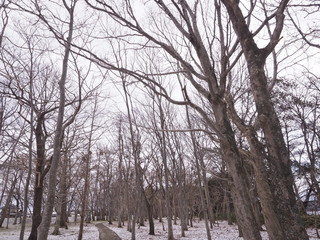 冬の林の木々と曇り空