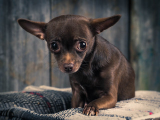 Always sad and unhappy appearance of a Chihuahua dog
