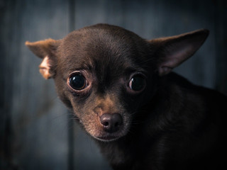 Always sad and unhappy appearance of a Chihuahua dog