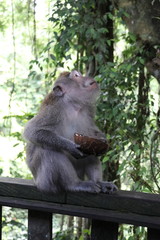 Naklejka na ściany i meble monkey eating from a coconut looking up