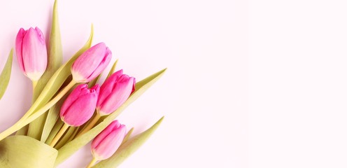 Spring bouquet. Pink tulips on a light pink background. Delicate, pastel colors. Background for greetings and postcards. © Olirina