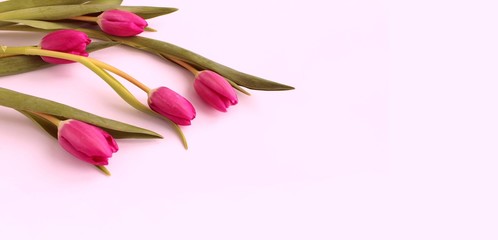 Spring bouquet. Pink tulips on a light pink background. Delicate, pastel colors. Background for greetings and postcards. © Olirina