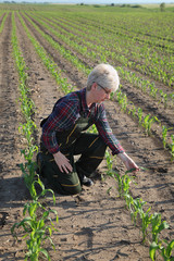 Agricultural scene, female farmer in corn field