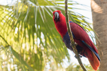 parrot on a branch
