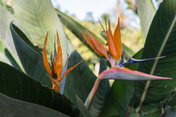 Fiore arancione con petali a punta