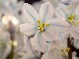 Closeup of a pretty white flower of Scilla mischtschenkoana with white and blue petals and yellow pollen